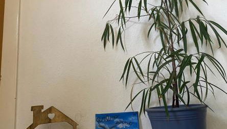 Palms Zimmer - Foto 4