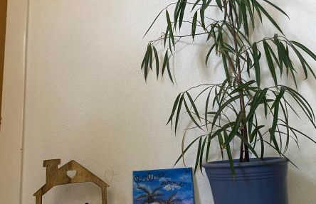 Palms Zimmer - Foto 4