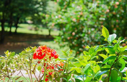 Home & Pet - Fiori - Foto 21