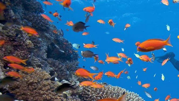 Peces de colores en la Isla Cham