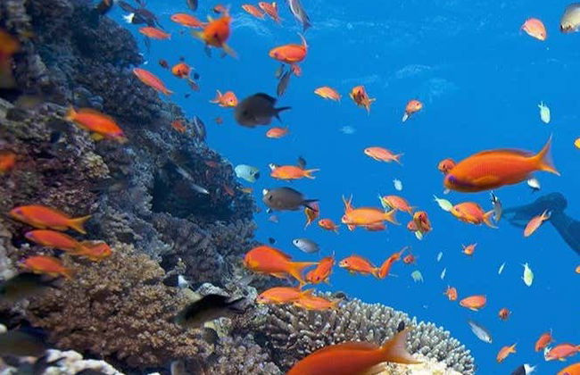 Cham Island Snorkeling - Photo 2