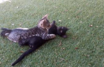 Villa Krina Rosa Aigio - Foto 30