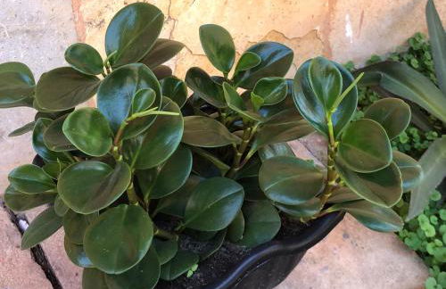 Apartamento Villa do Porto, a 300 metros do Beach Park - Foto 37