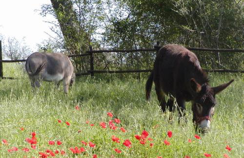 Casale Monticchio - Foto 39