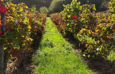 Gästehaus Lavendel an der Mosel - Foto 28