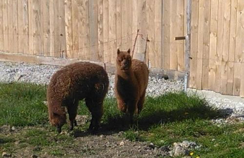 Familie Meimer - Foto 15