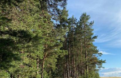 Casa Kashubia - Kaszuby Domek nad jeziorem I cisza natura i luksus - Foto 59