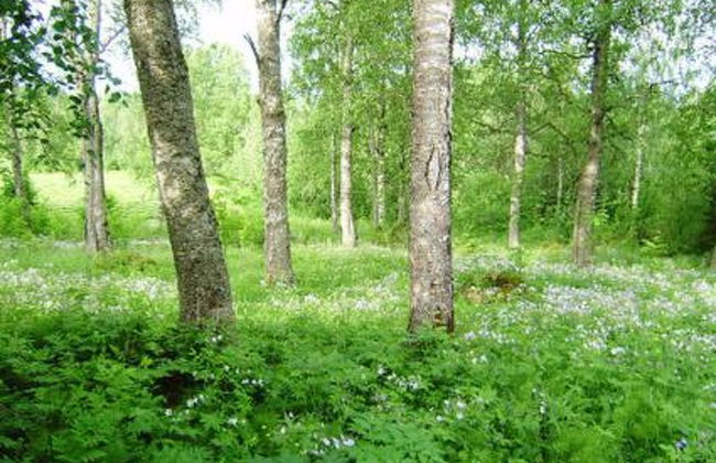 2 bedroom House in Sonkajärvi with sauna - Photo 8