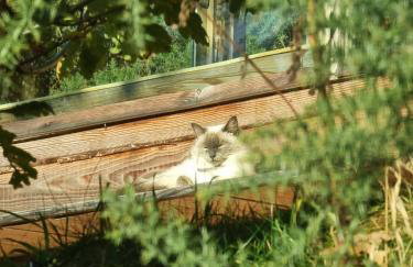 Luxury Welsh wooden cabin - Foto 44