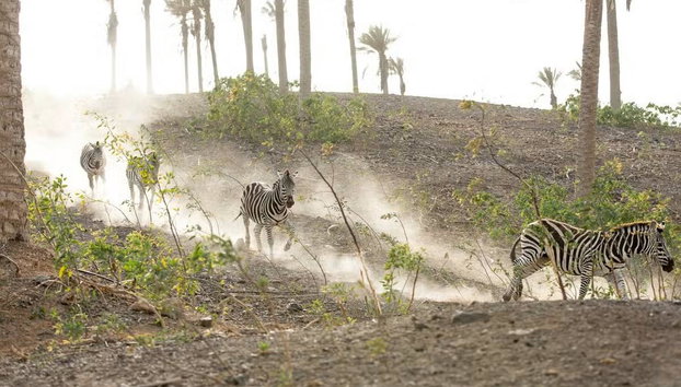 Oasis Wildlife Fuerteventura - Foto 5