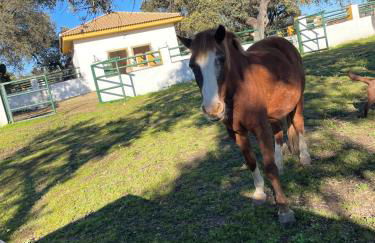 Finca Jaralta de Carmen - Photo 23