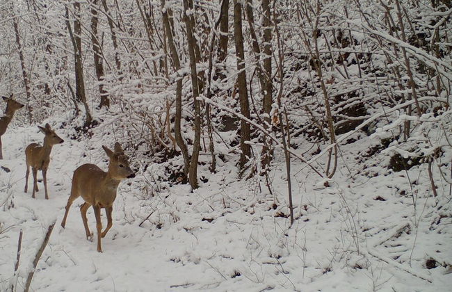 Alla Battuta - Foto 24