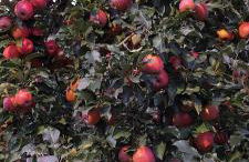 Marlingsuites - Vinea - Wieser Josef - Marling - Foto 62