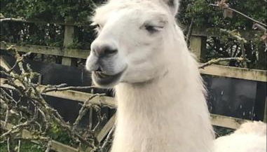 Bogma Cottages - Foto 2