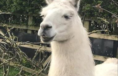 Bogma Cottages - Foto 2