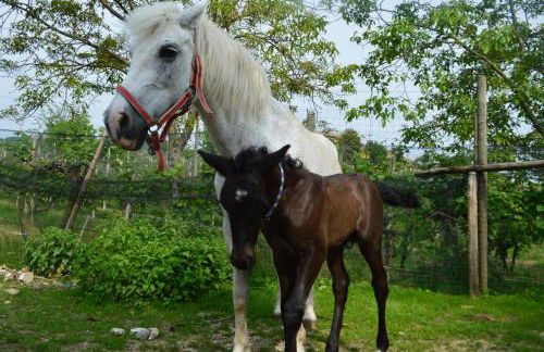 Azienda Agricola Campion - Foto 48
