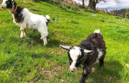 Middle Hanter - Uk37355 - Foto 32