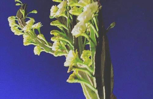 Villa Orchidea -San Lorenzo - Marzamemi - Foto 31