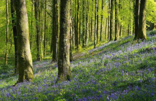 18th Century Thatched Cottage Parking & Garden - Foto 45