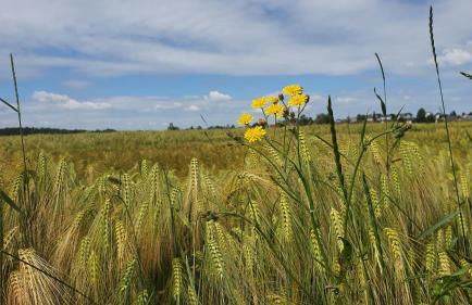 Anni's Waldblick - Foto 17
