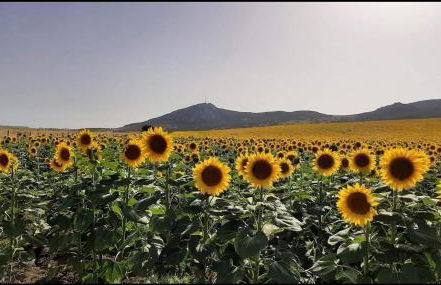 Residencial Zahazar - Foto 27