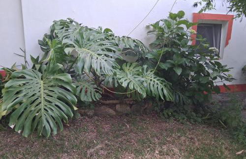 Monte do Rei Santo - Foto 56