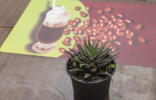 Apartments Matana Chano - Foto 26