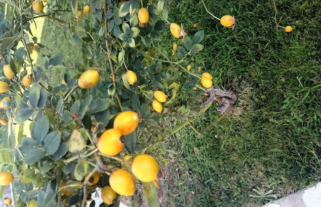 Villa Christina - Photo 17