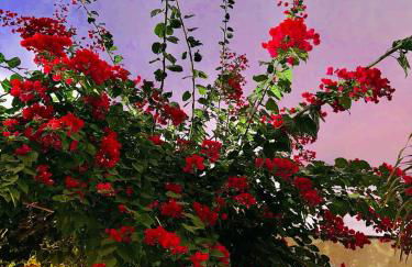 Casa ecológica temporada - Foto 31