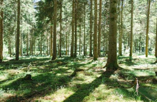 Ferienwohnungen Am Skilift - Foto 55