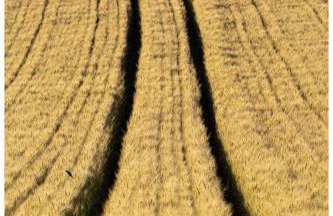 Secret Garden - Foto 75