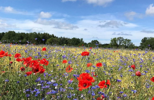 6 Person Holiday Home in Klintehamn-by Traum - Foto 12