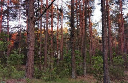 Agroturystyka Pasynki 44 - Foto 13