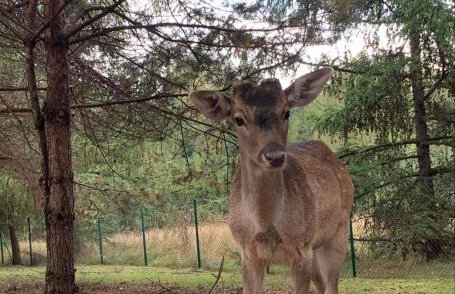 Zacisze Jurajskie - Foto 63