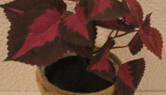 Casa dos Leme - Foto 3