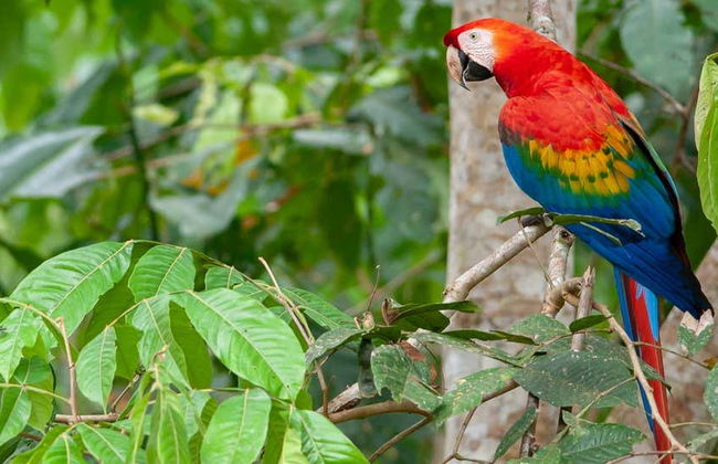 Tambopata Natural Reserve: 3 or 4-Day Wildlife Watching Tour - Foto 1