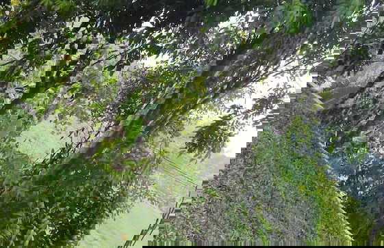 Aroma Villa - Foto 28