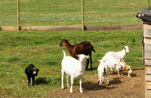 La Maison Bleue, village vacances, piscine, parking - Photo 38