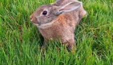 Corte di Tosina - Foto 4