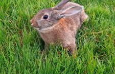 Corte di Tosina - Foto 4