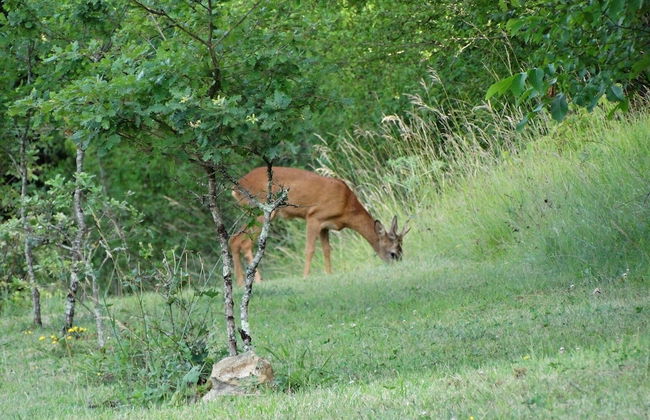 Le Domaine de Pecany - Foto 33