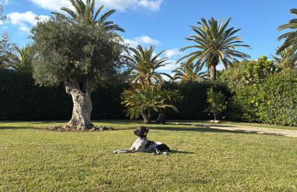 LA CALMA Espectacular villa con jardín y piscina en Menorca - Foto 65