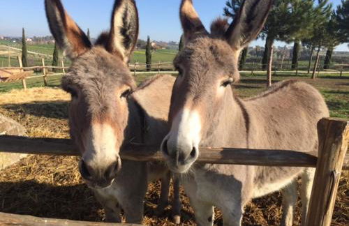 Agriturismo Casale San Benedetto - Foto 33