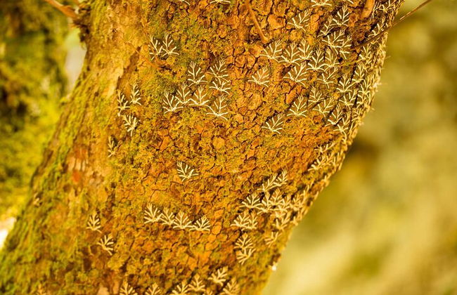 Rhodes & Lindos & Butterfly Valley - Excursión privada de medio día - Foto 10