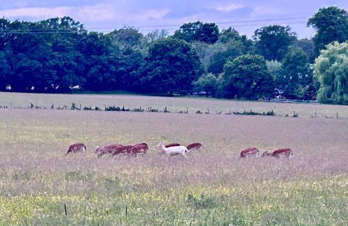 Motts Lodge - Photo 35