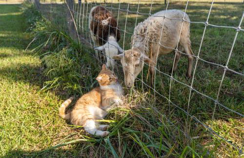 Meadow Farm in Holly Springs, NC - Foto 38