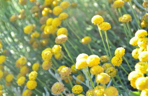 Podere Vignola - Foto 11