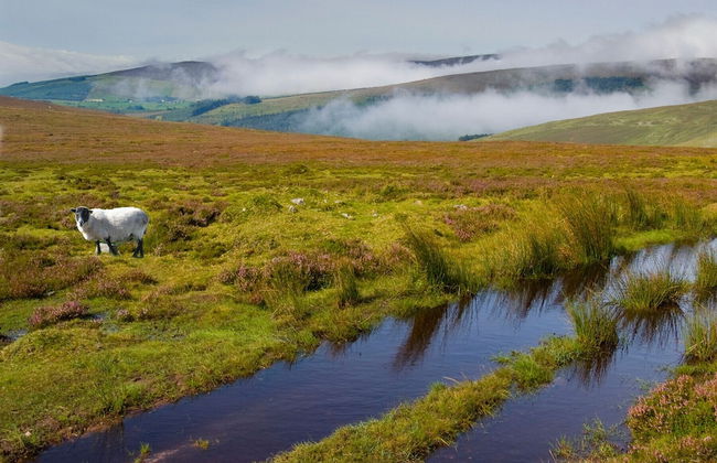 Garden Cottage - Photo 17