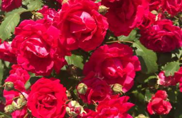 Ferienhaus Westerbuchberg - Photo 34