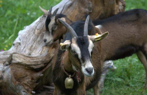 Alpenrose Appartements - Foto 33